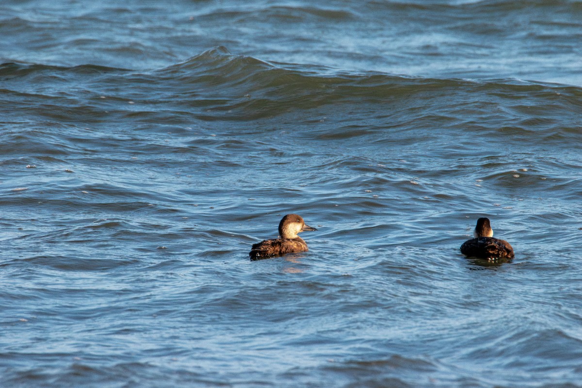 Black Scoter - ML638969769