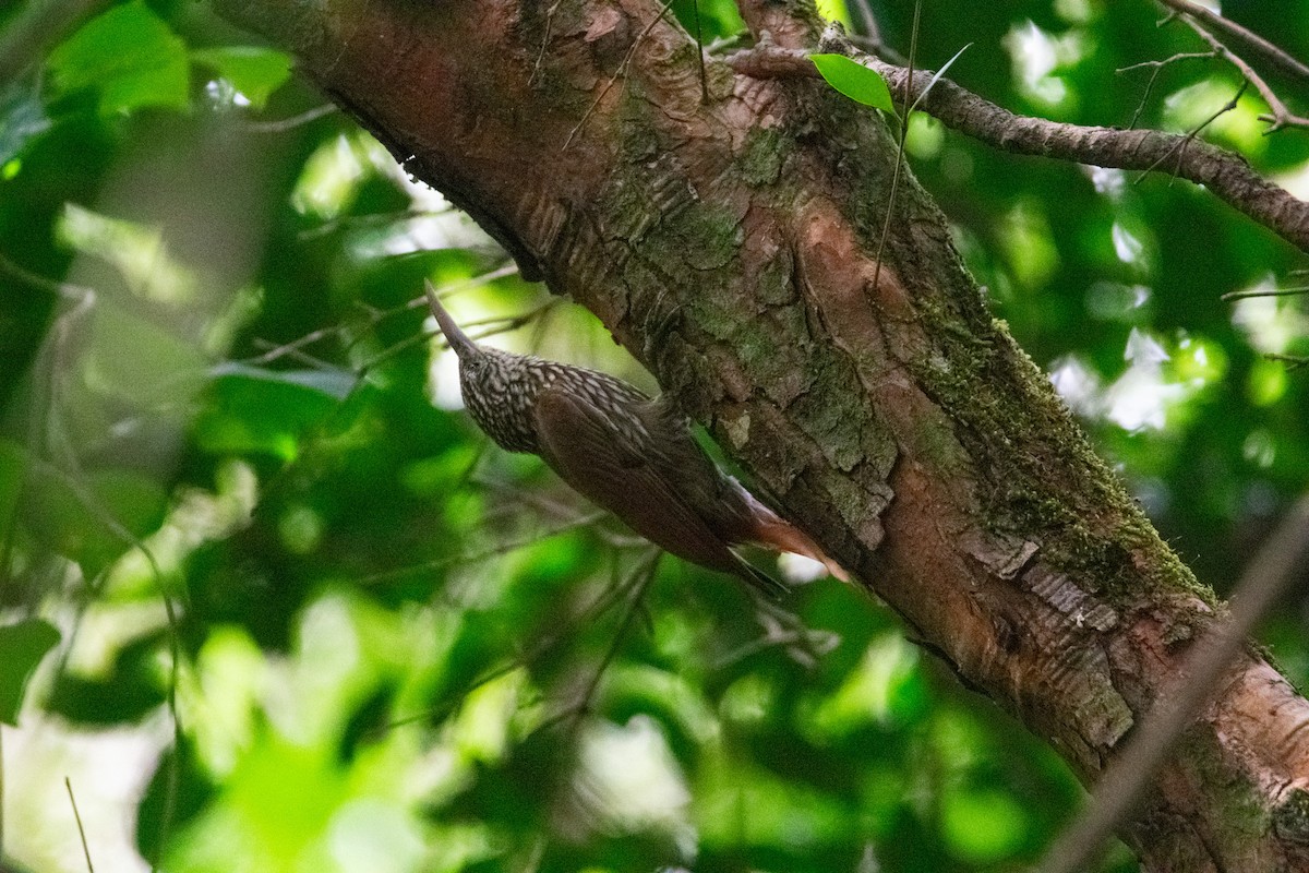 Streak-headed Woodcreeper - ML638969858