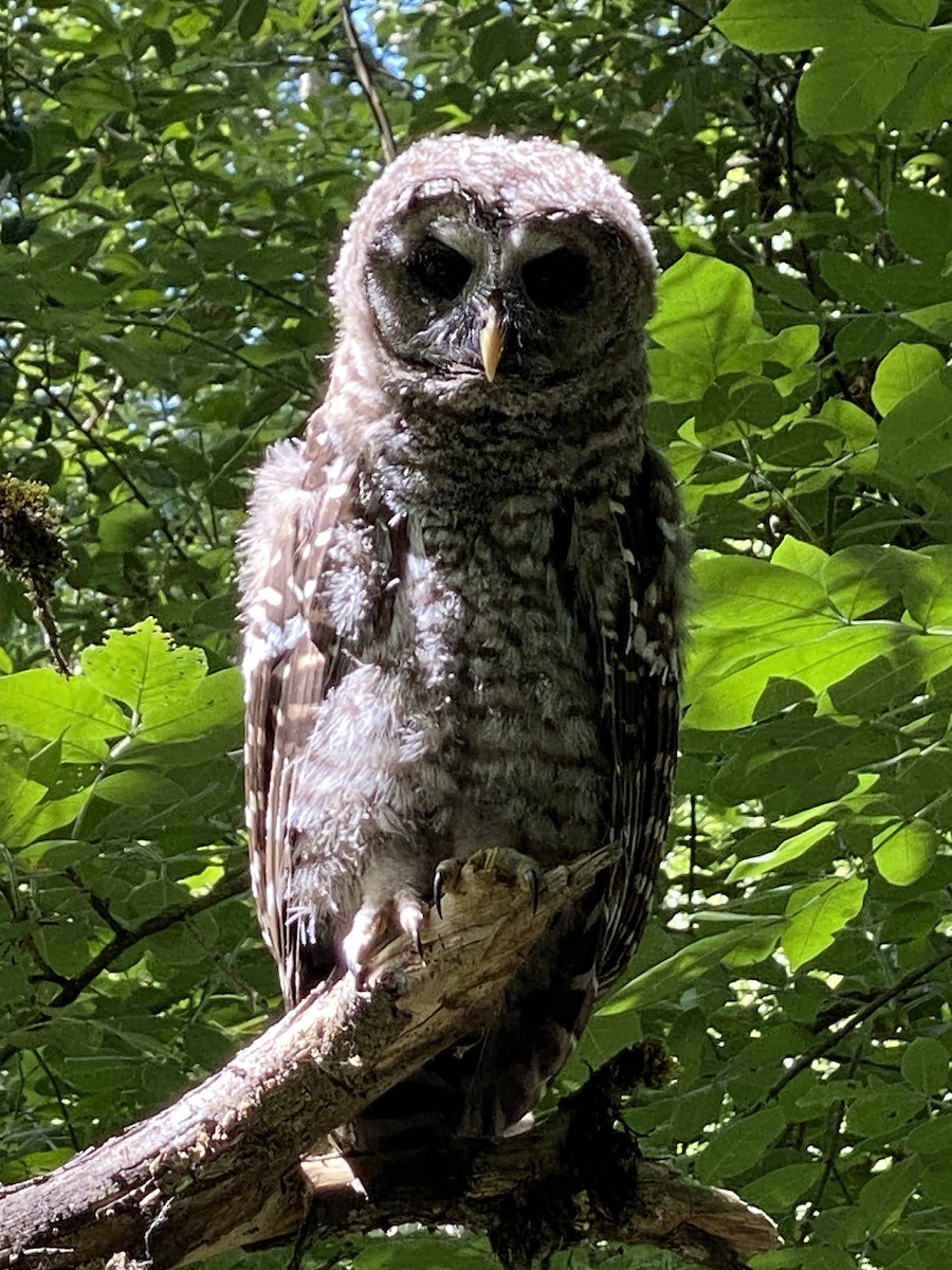 Barred Owl - ML638969874
