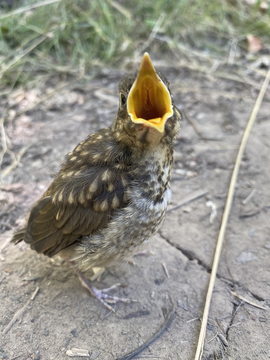 Swainson's Thrush - ML638969877