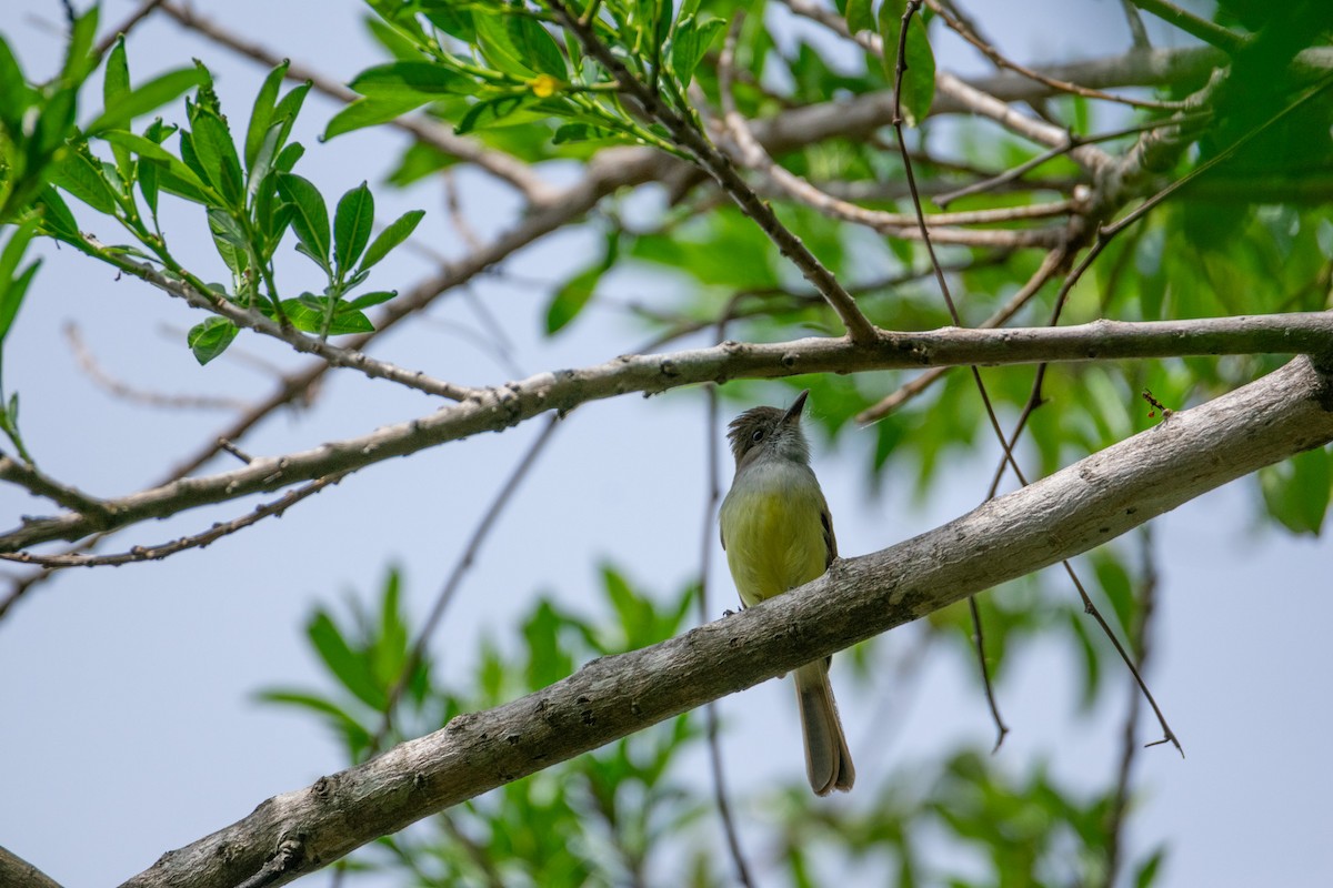 Dusky-capped Flycatcher - ML638969890