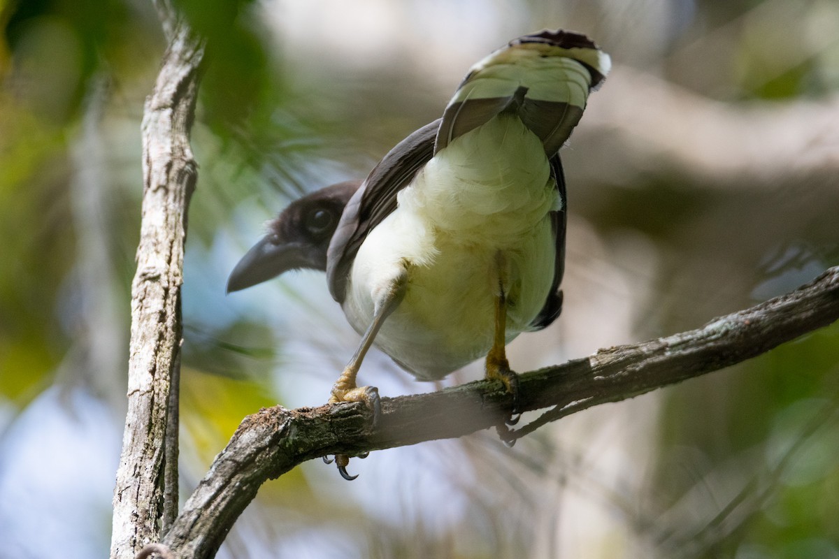 Brown Jay - ML638969909