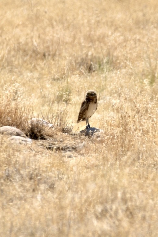 Burrowing Owl - ML638969925