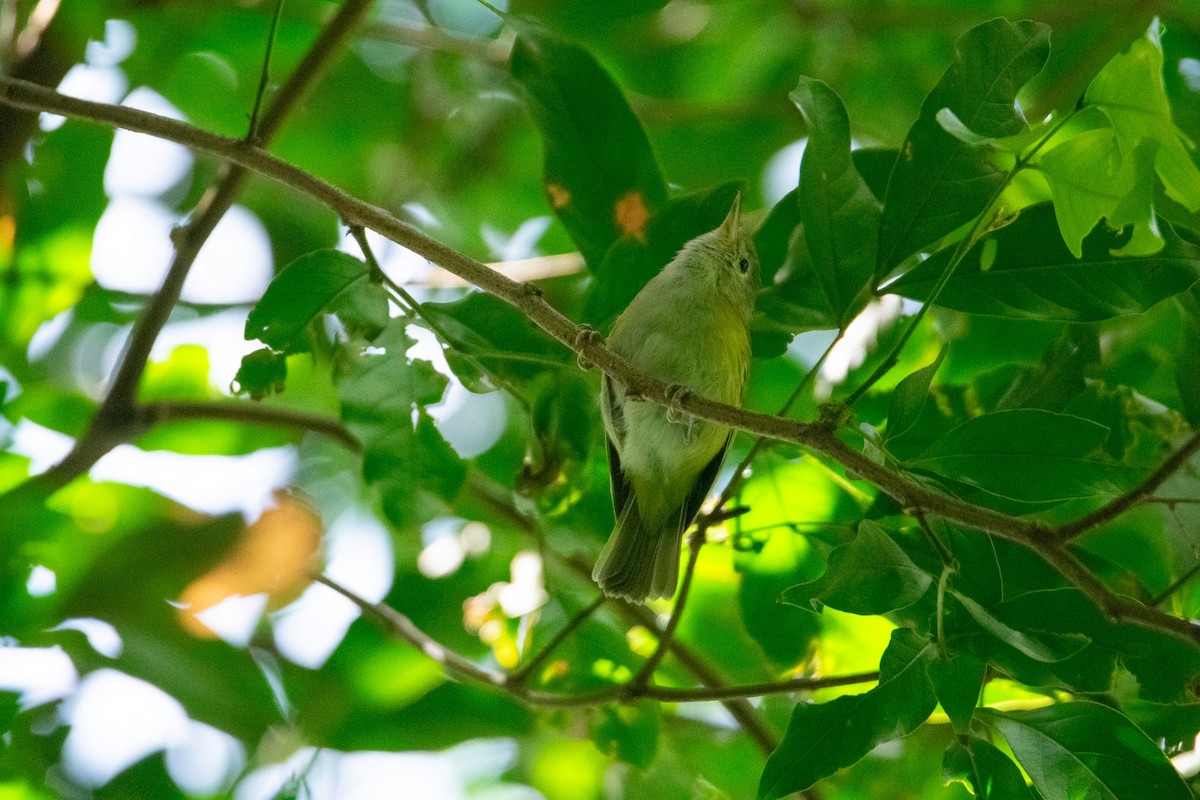 Lesser Greenlet - ML638969929