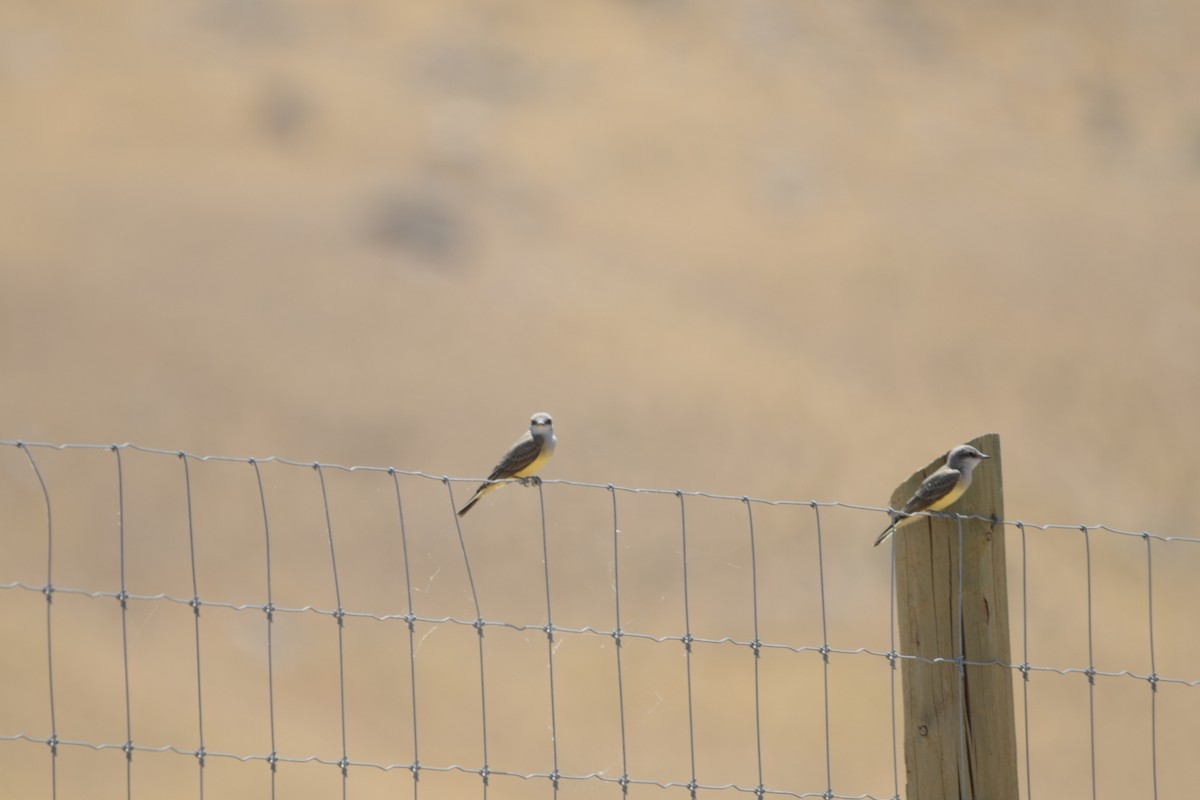 Western Kingbird - ML638969931