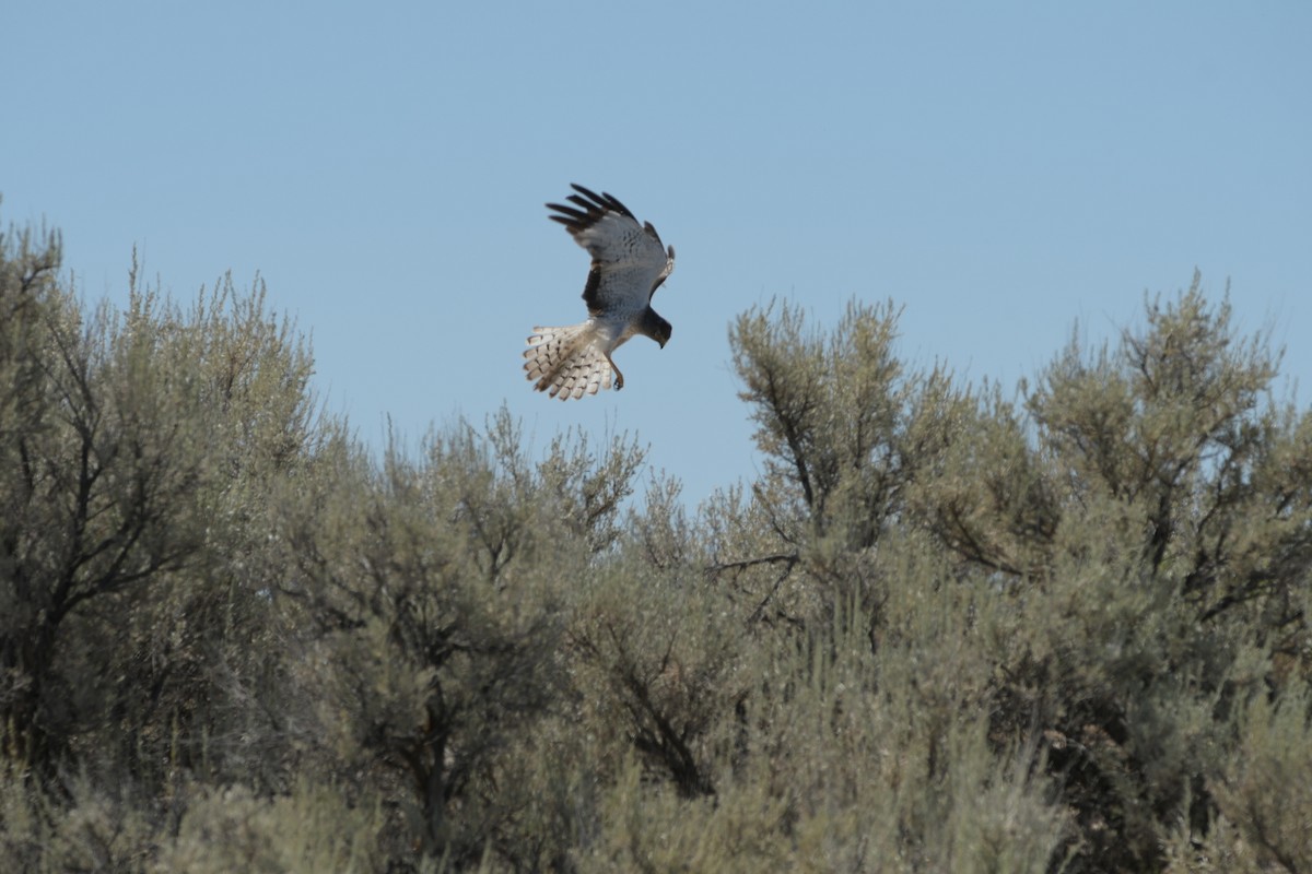 Northern Harrier - ML638969934