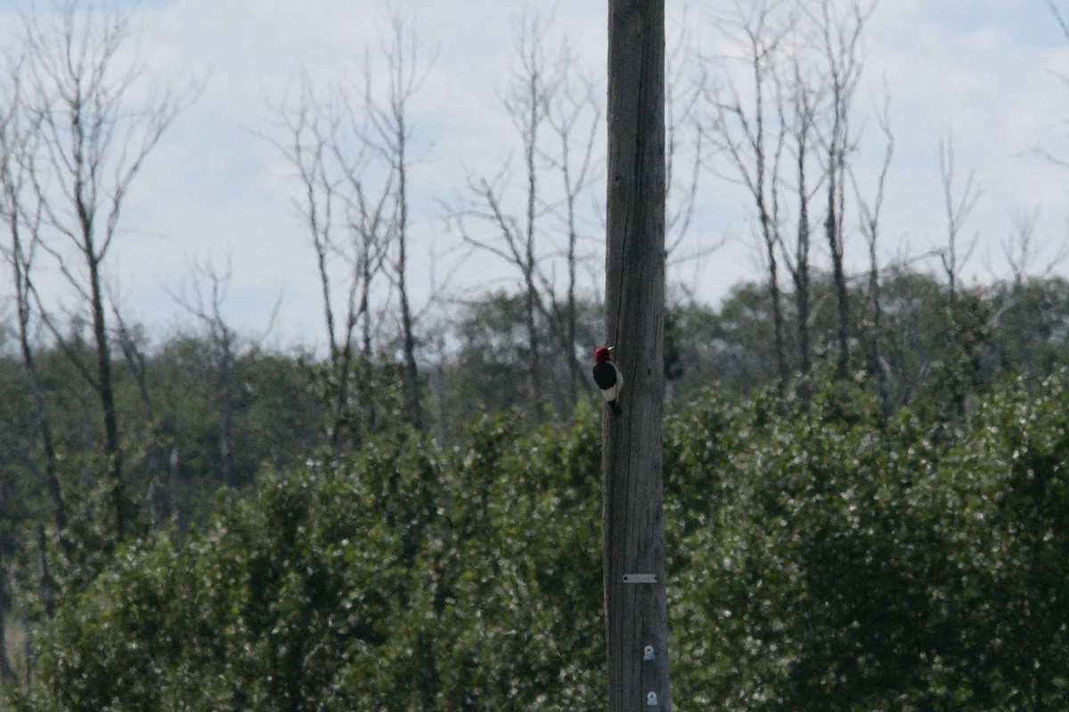 Red-headed Woodpecker - ML638969938