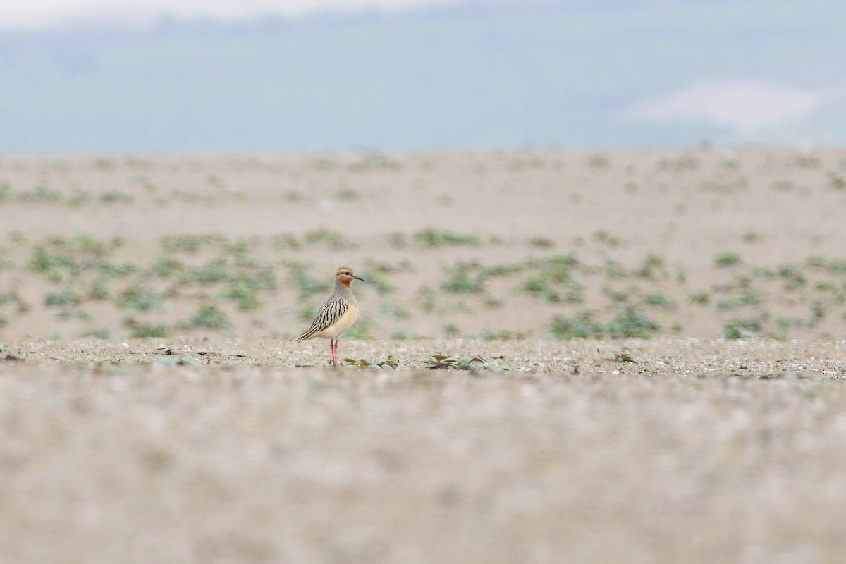 Tawny-throated Dotterel - ML638969939