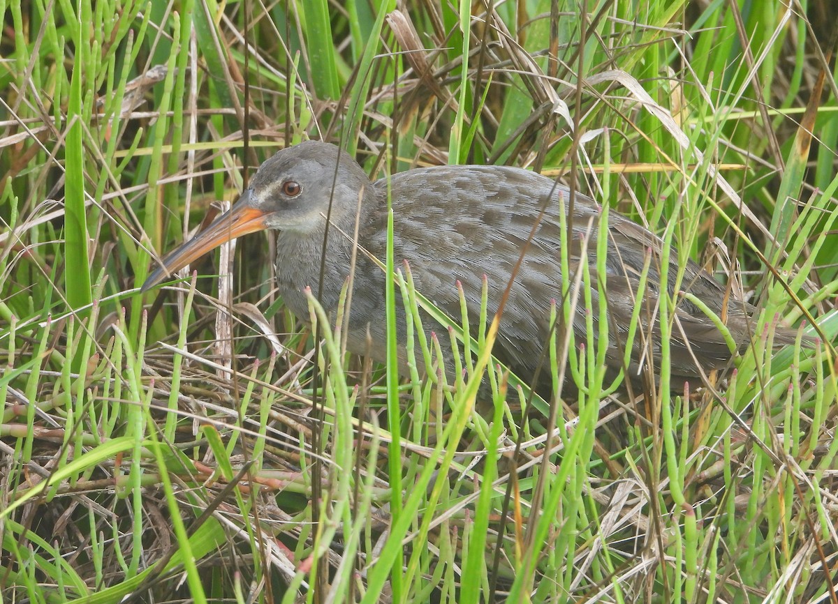 Clapper Rail - ML638969956