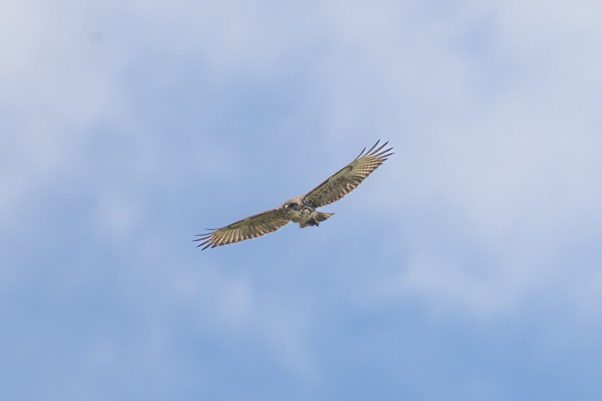 Hawaiian Hawk - ML638969959