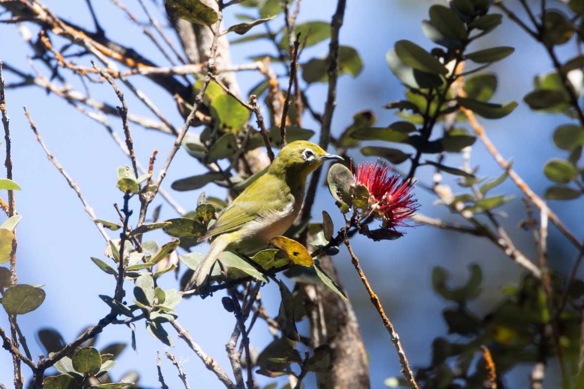 Warbling White-eye - ML638969965