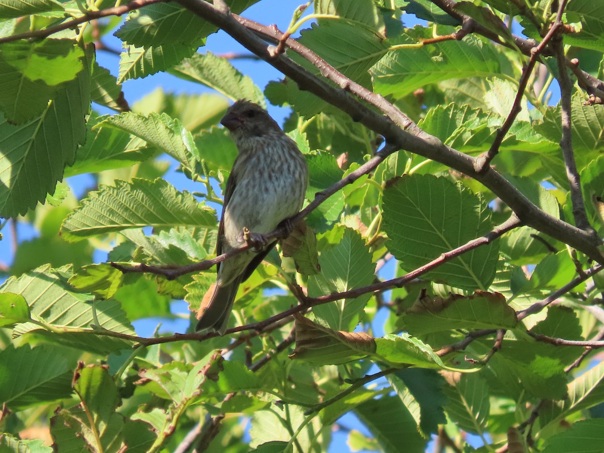 Purple Finch - ML638970019
