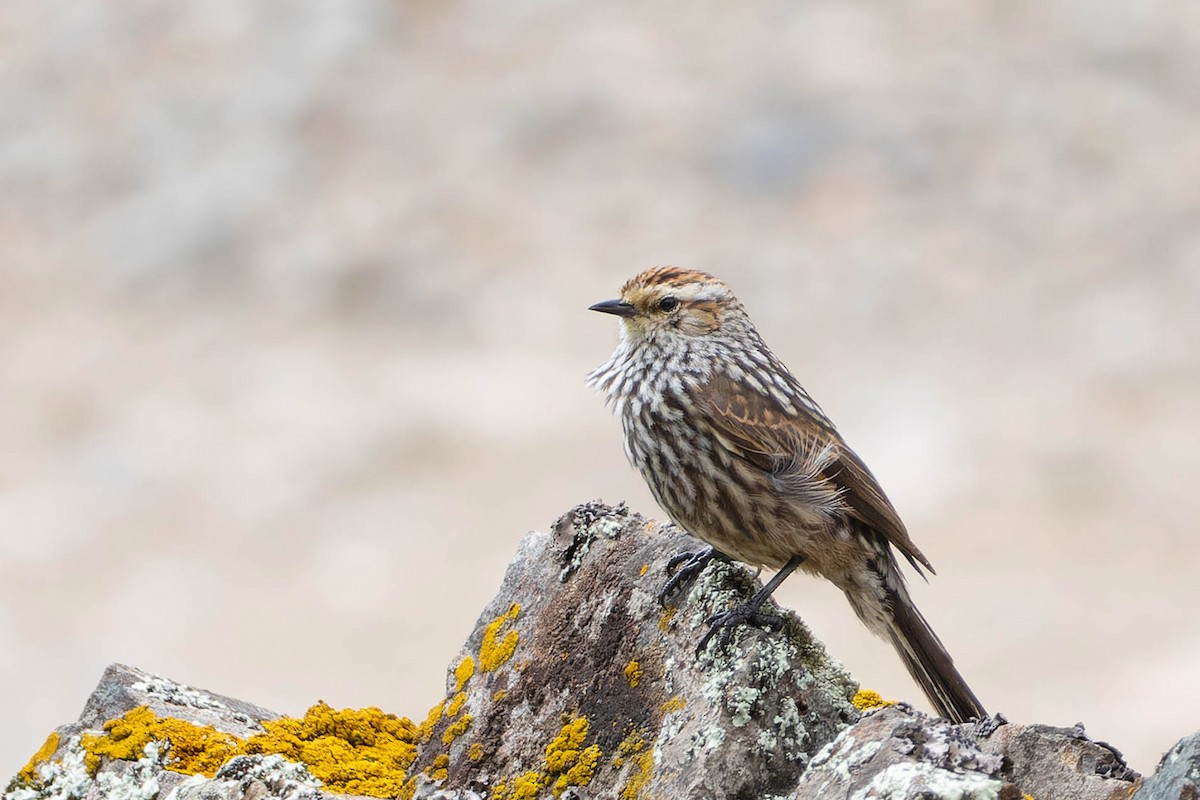 Andean Tit-Spinetail - ML638970040