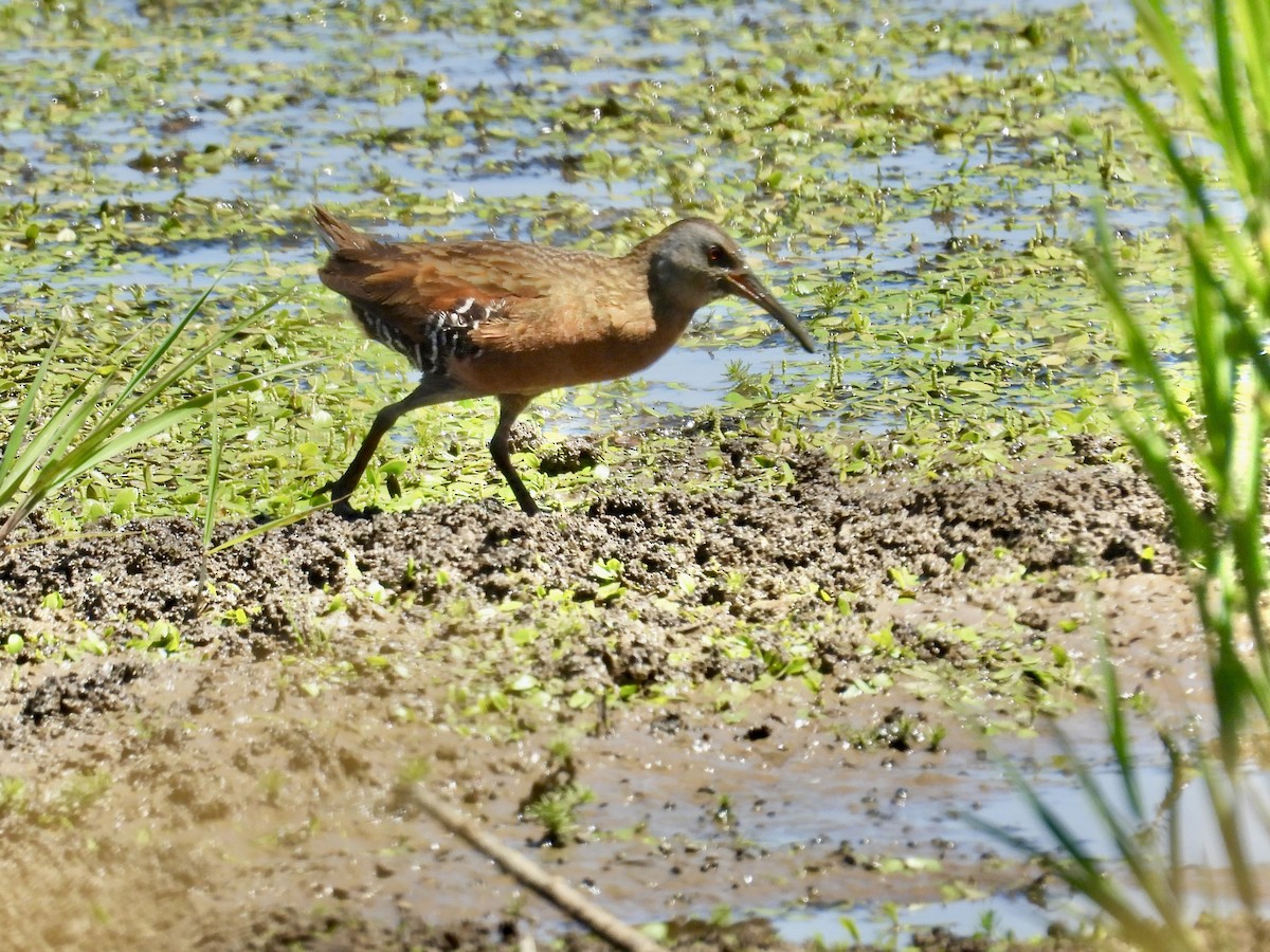 Virginia Rail - ML638970048