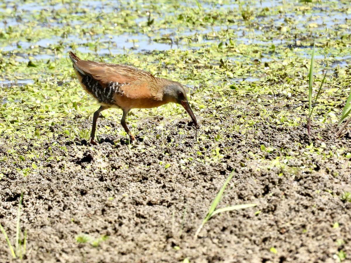 Virginia Rail - ML638970049
