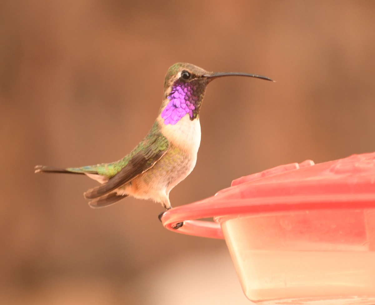 kalypta zelenoboká - ML638970050