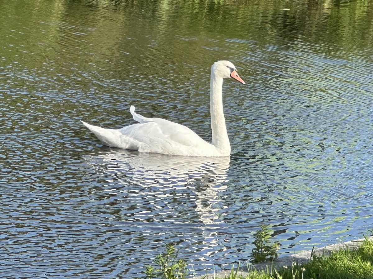 Cygne tuberculé - ML638970054