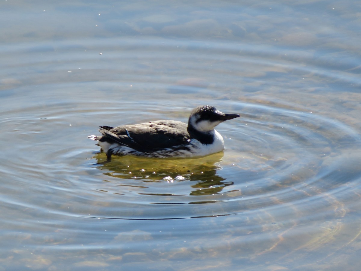 Common Murre - ML638970075