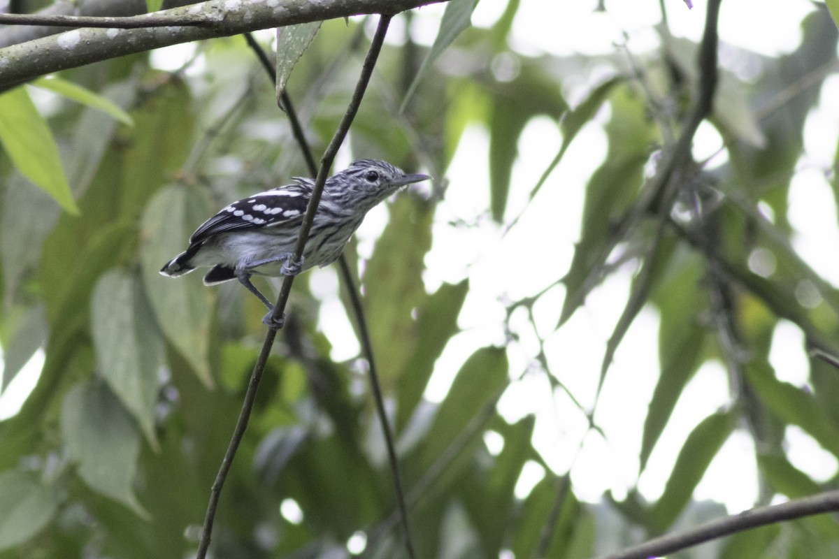Pacific Antwren - ML638970097