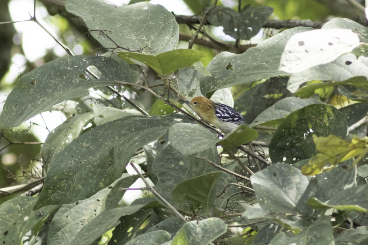 Pacific Antwren - ML638970099