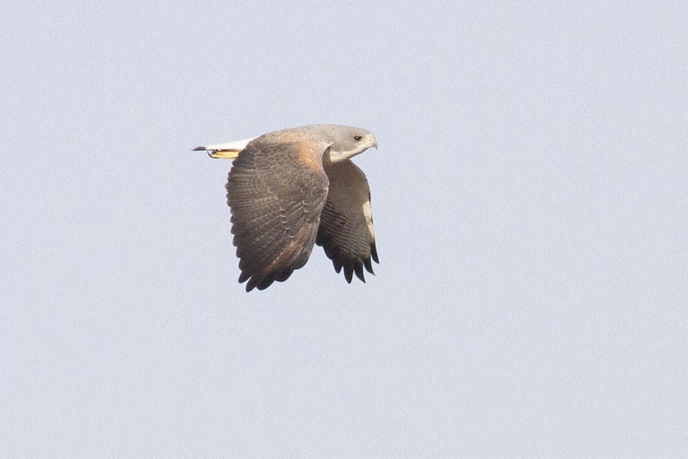 White-tailed Hawk - ML638970168