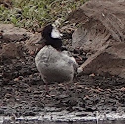 Anatidae sp. - ML638970206