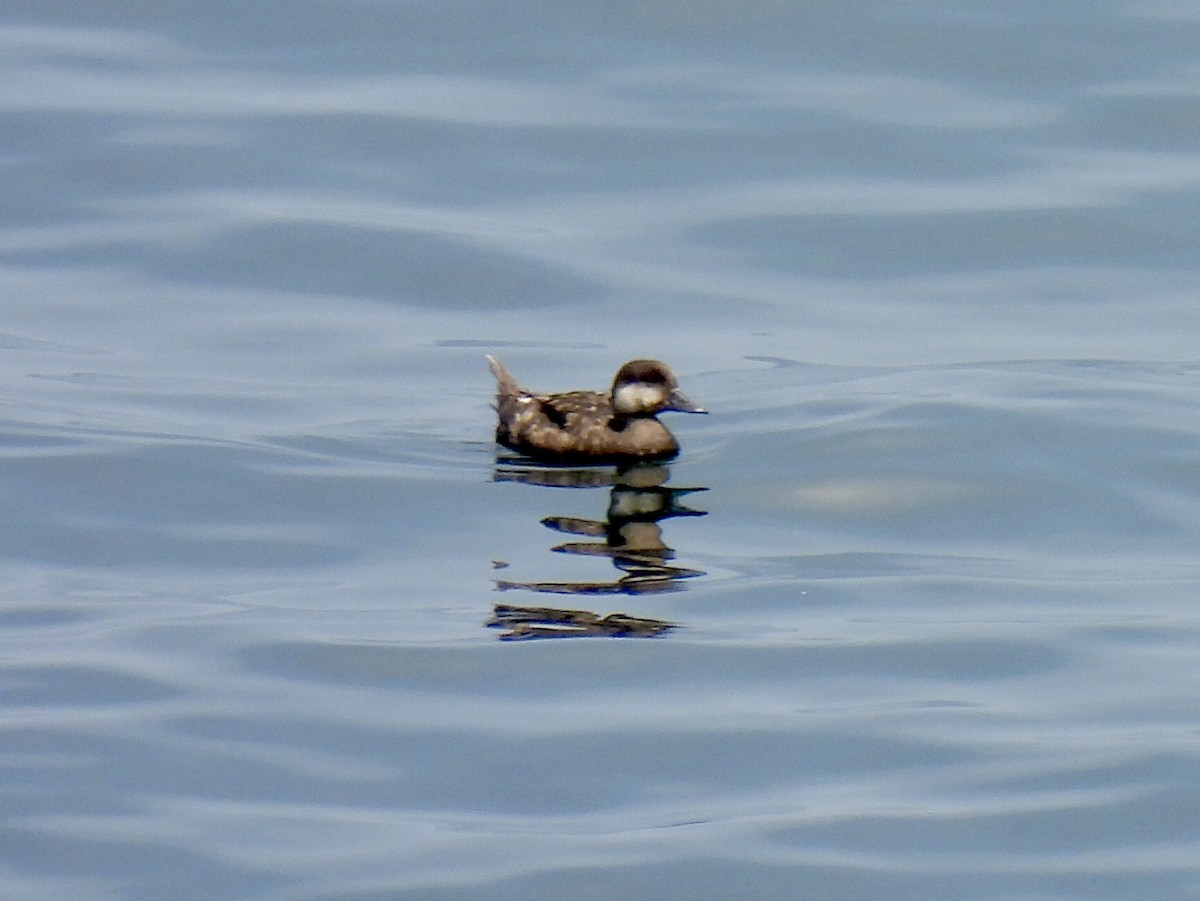 Black Scoter - ML638970212