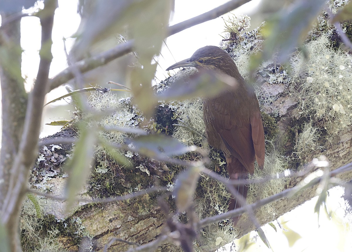 Strong-billed Woodcreeper - ML638970216