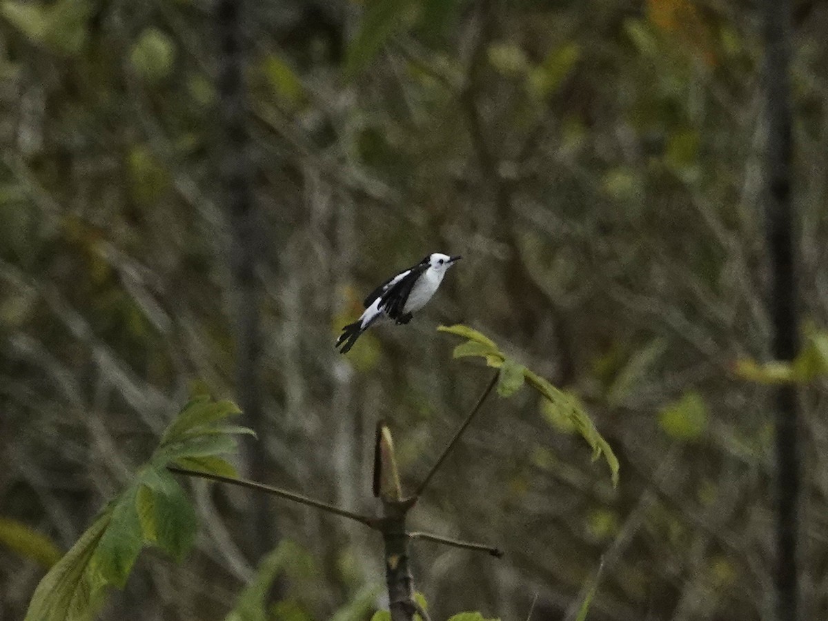 Pied Water-Tyrant - ML638970225