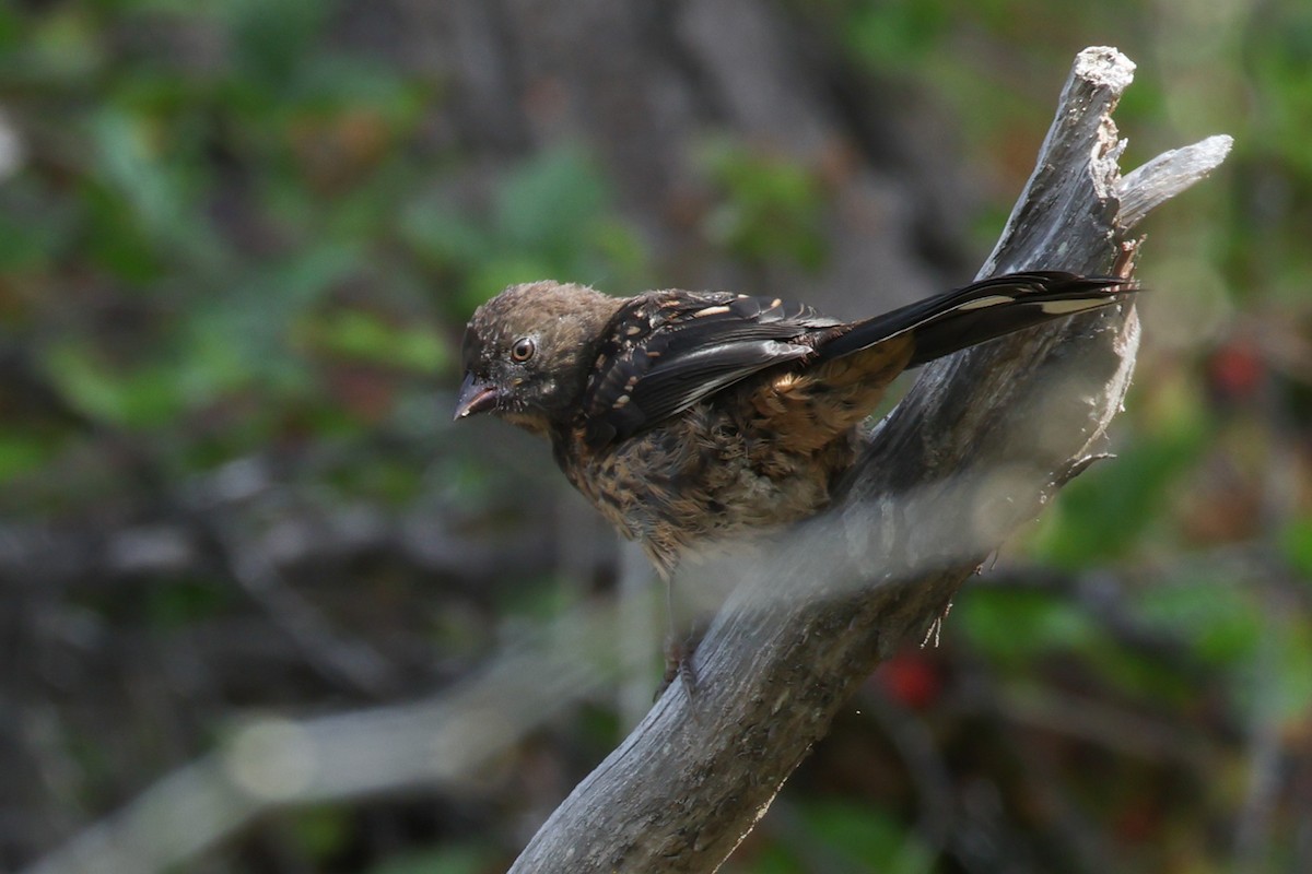 Spotted Towhee - ML638970240