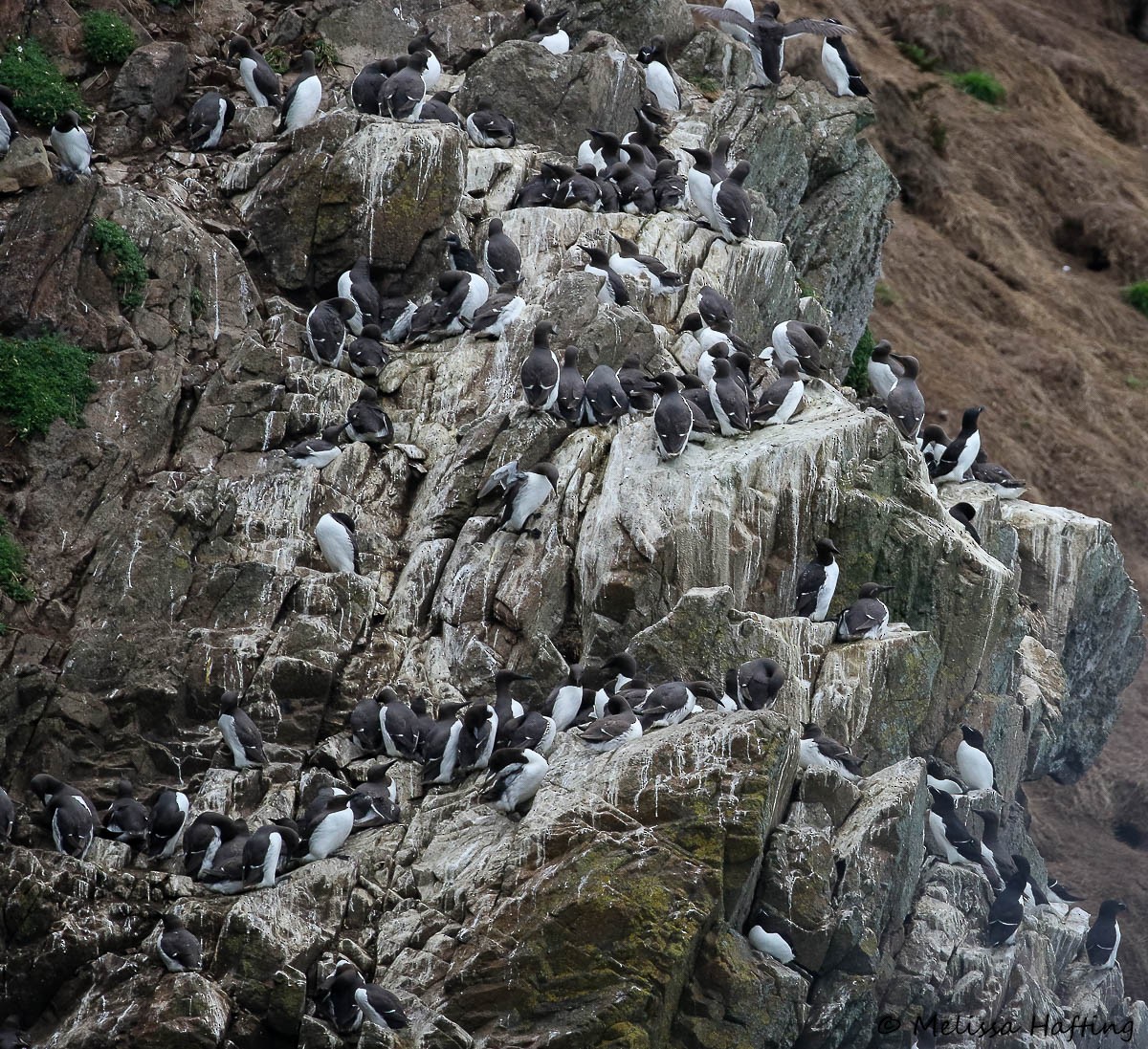 Common Murre - ML638970252