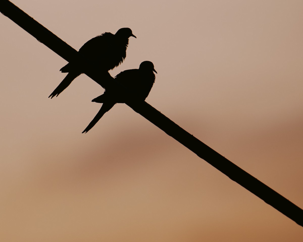 Mourning Dove - ML638970261