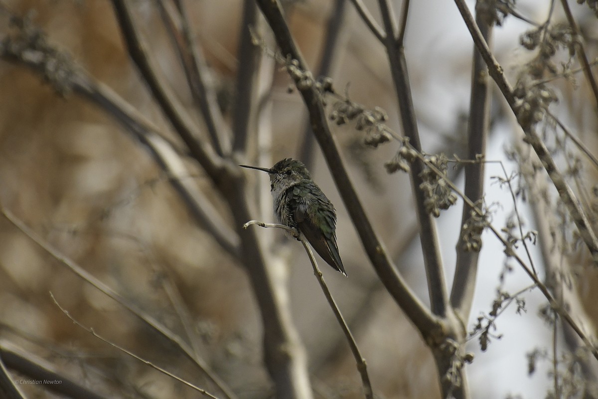 Broad-tailed Hummingbird - ML638970316