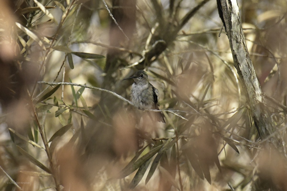 Broad-tailed Hummingbird - ML638970318