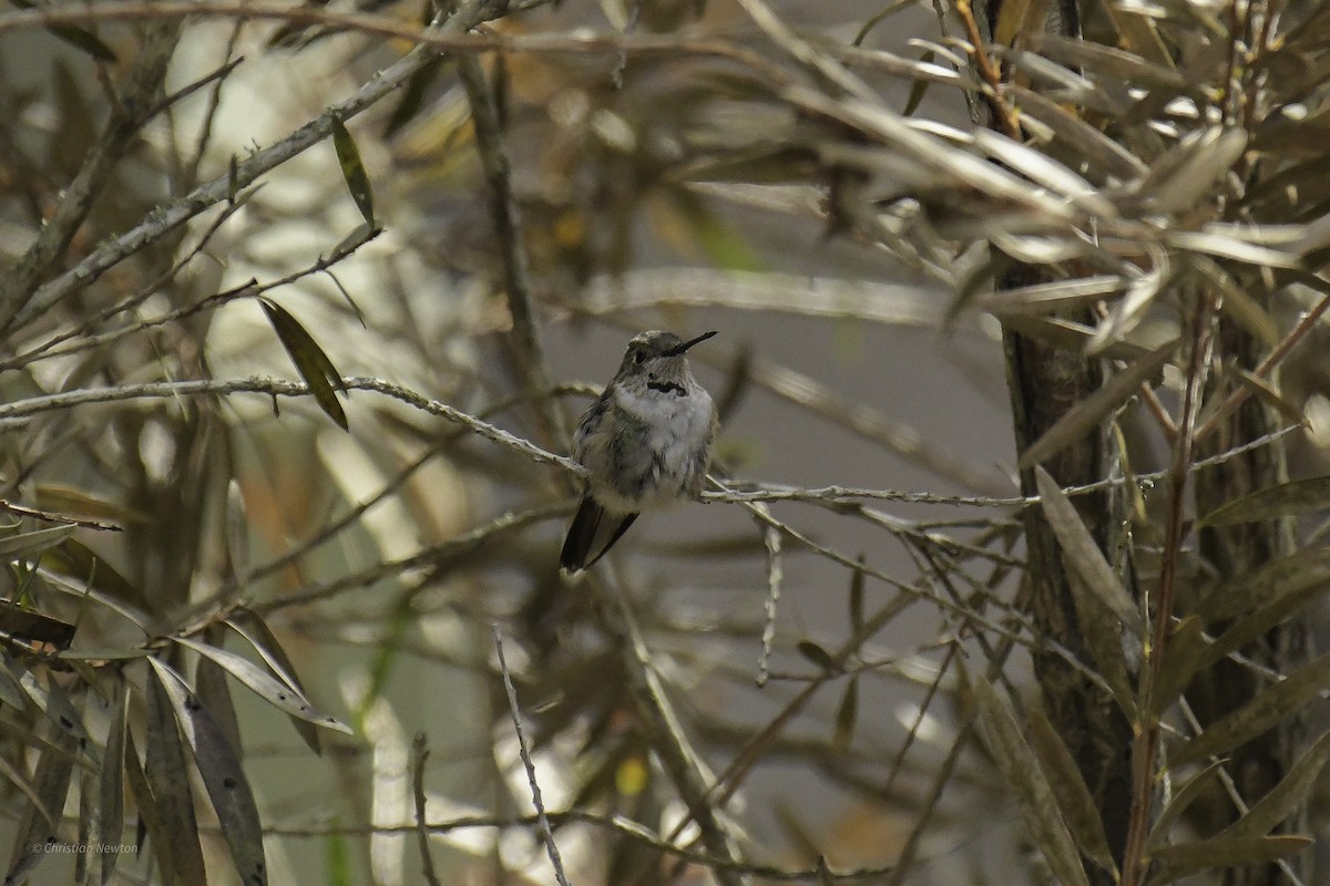 Broad-tailed Hummingbird - ML638970319