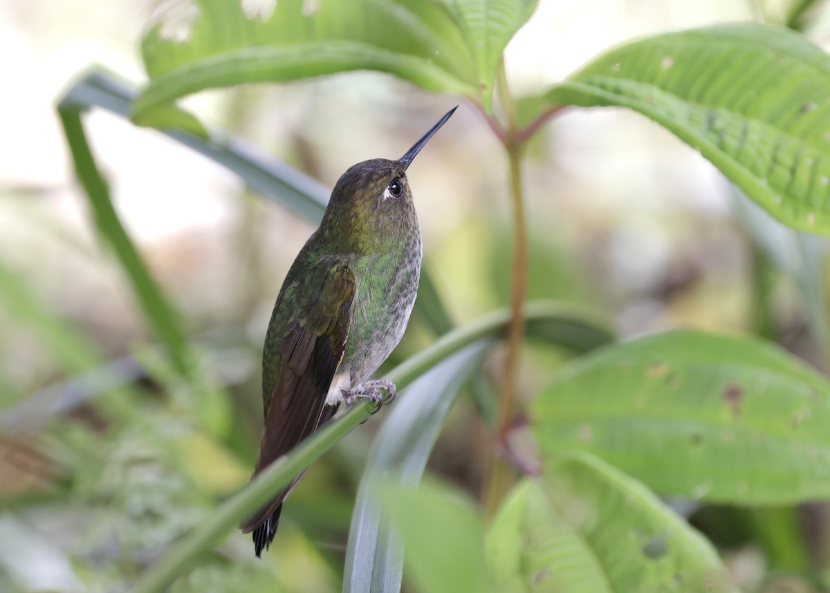 Buff-thighed Puffleg - ML638970355