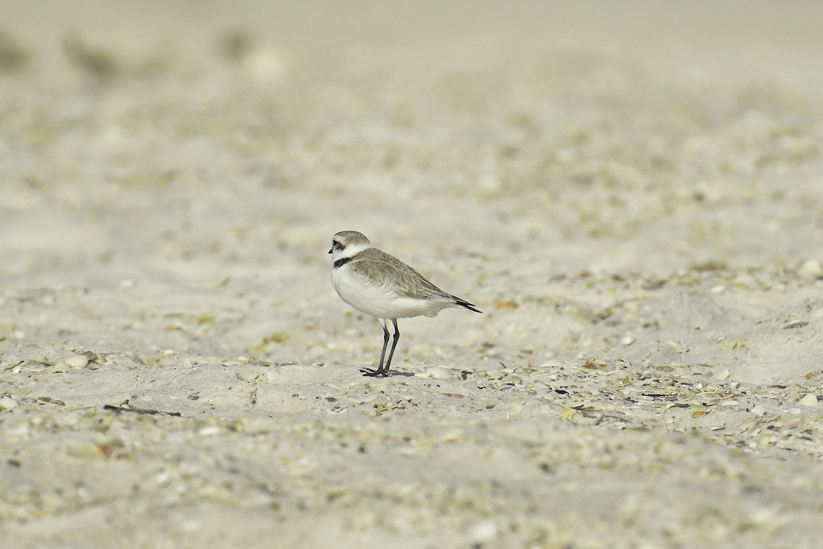 Snowy Plover - ML638970361