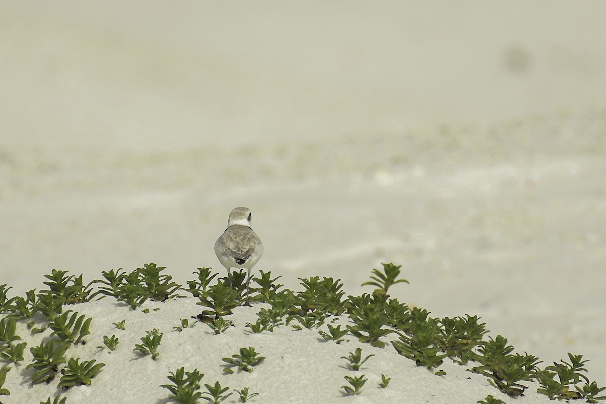 Snowy Plover - ML638970362