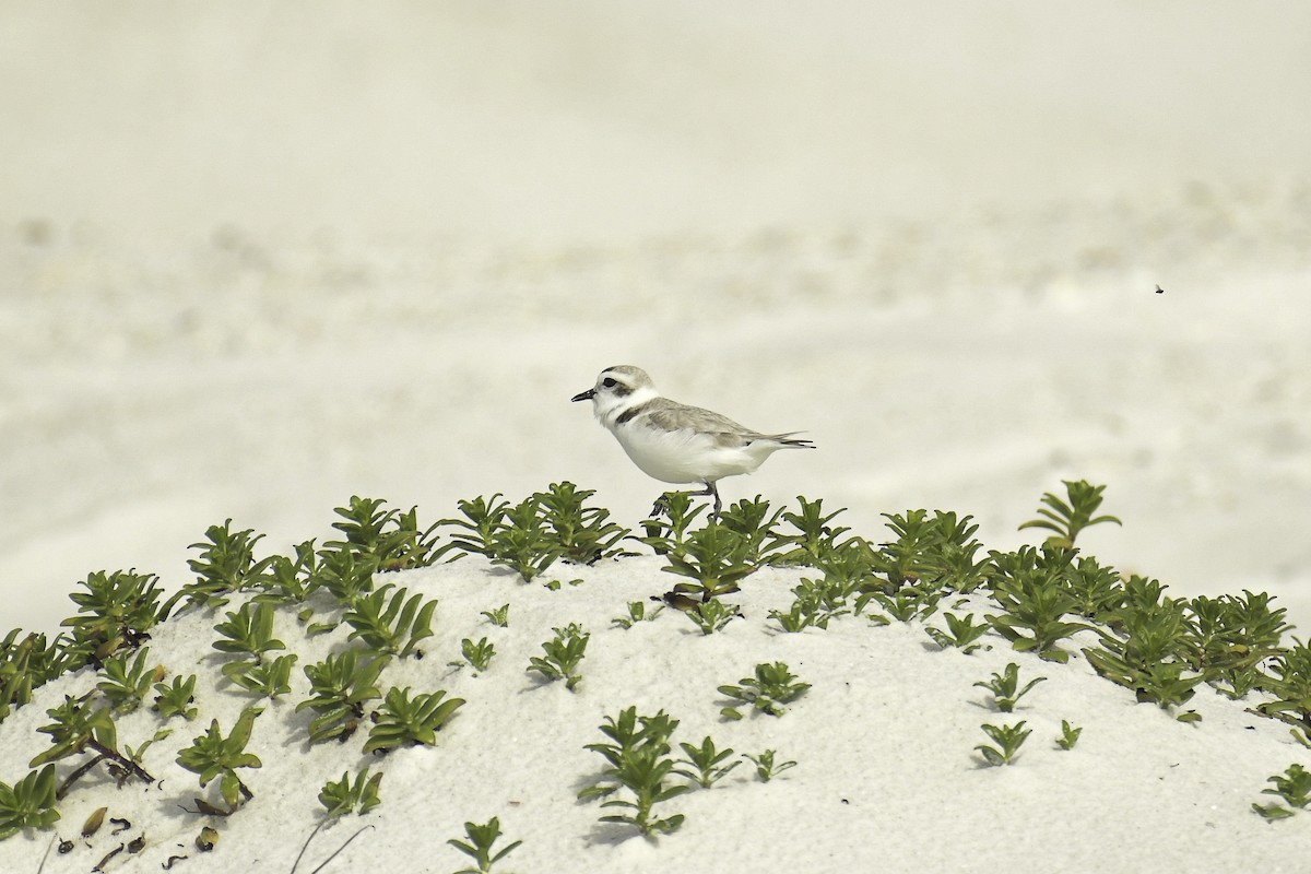 Snowy Plover - ML638970363