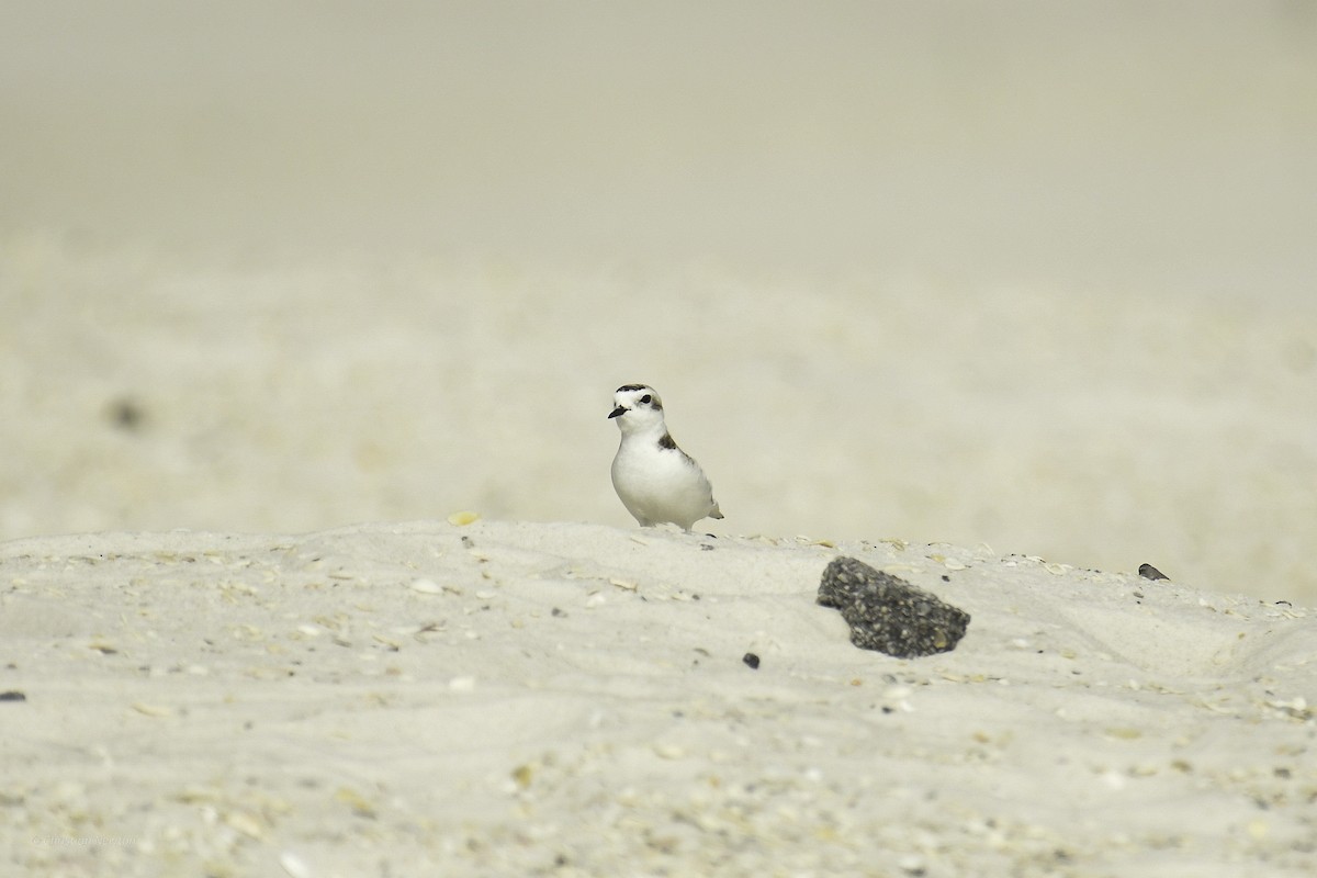 Snowy Plover - ML638970364