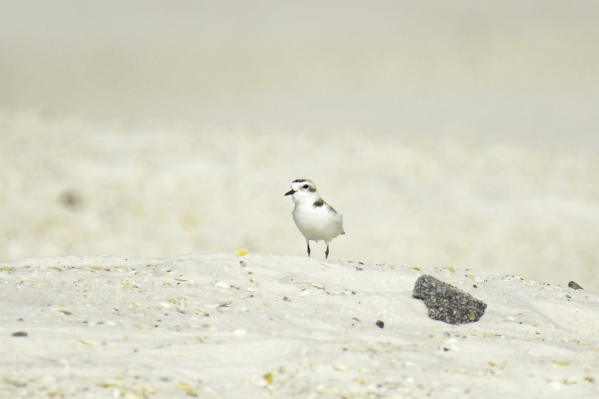 Snowy Plover - ML638970365