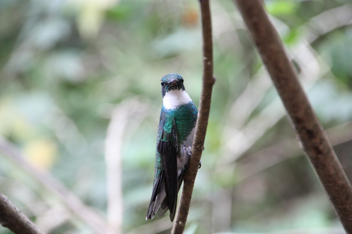 Colibri à gorge blanche - ML638970370