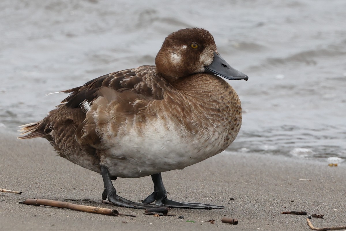 Greater Scaup - ML638970395