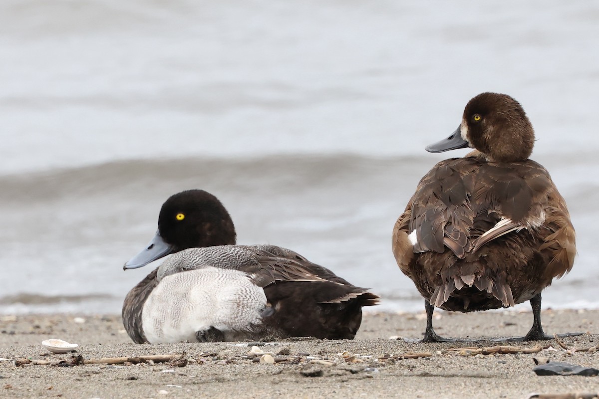 Greater Scaup - ML638970396
