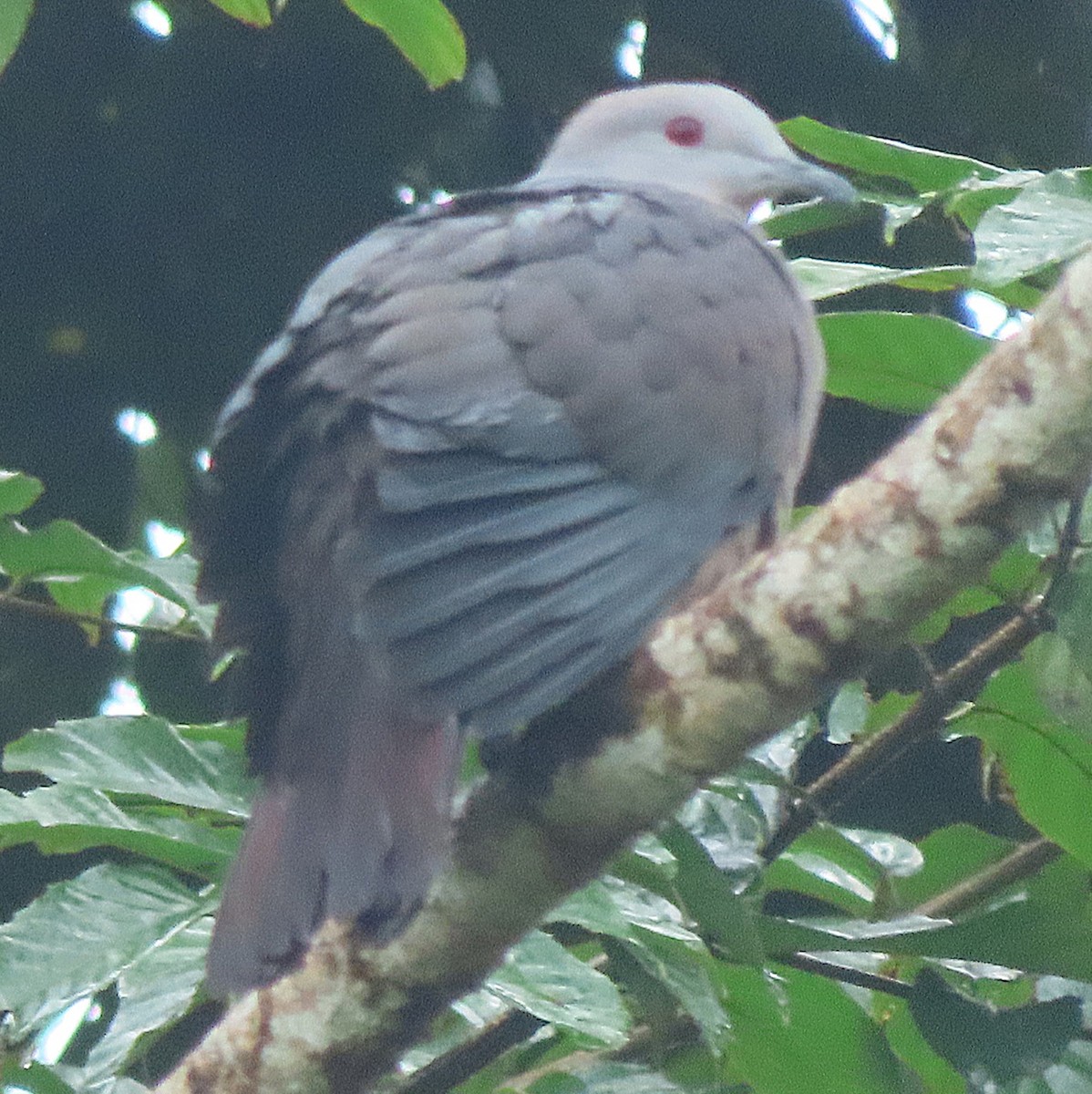 Barking Imperial-Pigeon - ML638970405