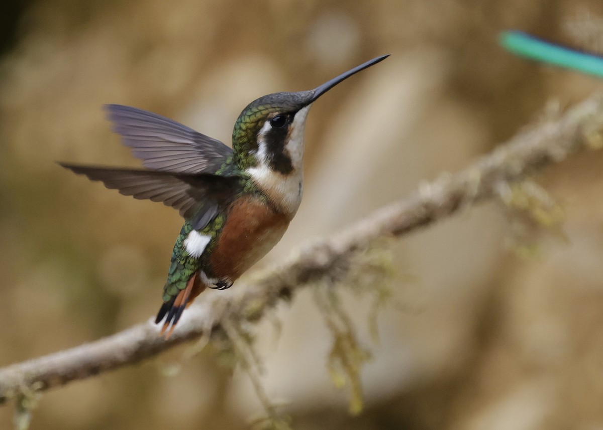 White-bellied Woodstar - ML638970414