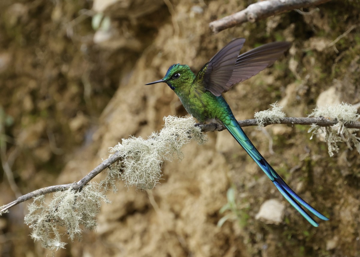 Long-tailed Sylph - ML638970447