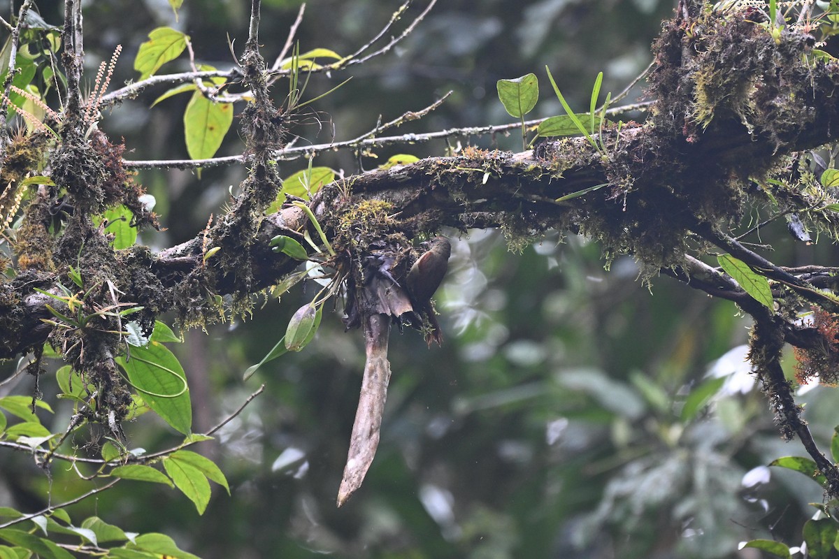 Ash-browed Spinetail - ML638970489