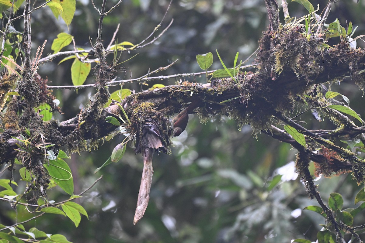 Ash-browed Spinetail - ML638970490