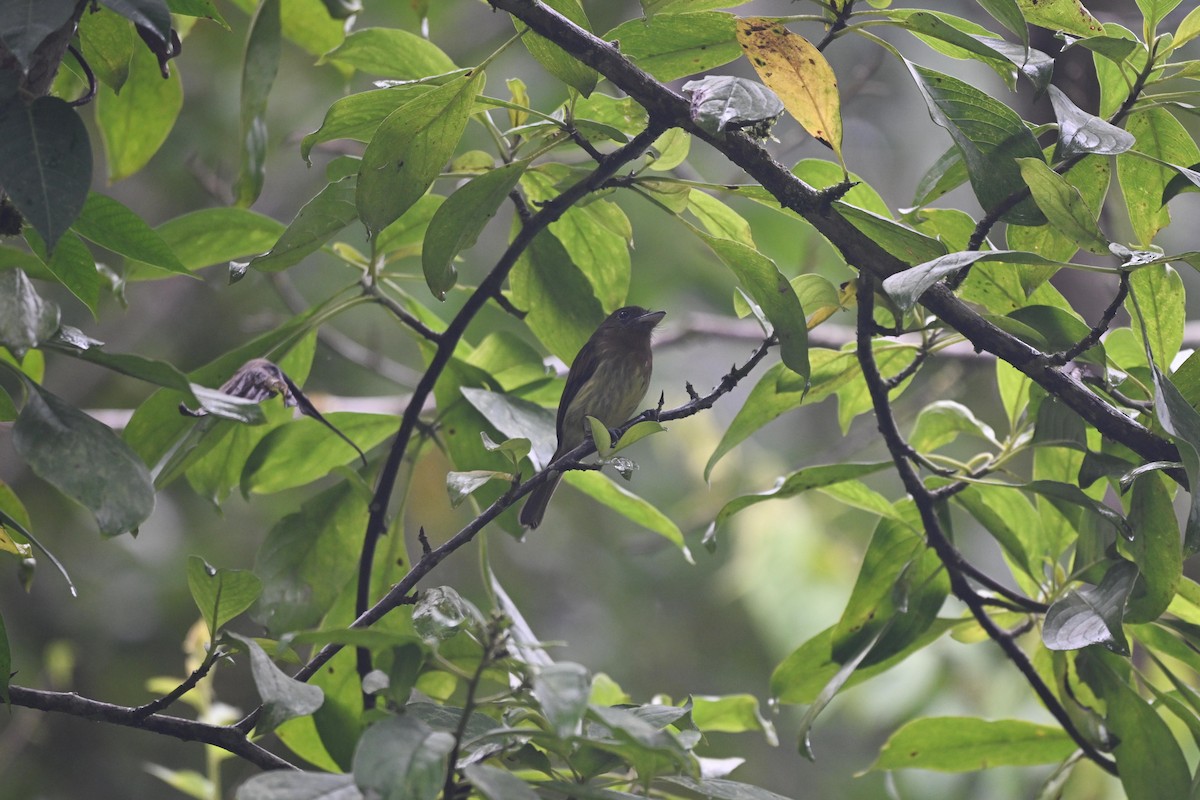 Fulvous-breasted Flatbill - ML638970500